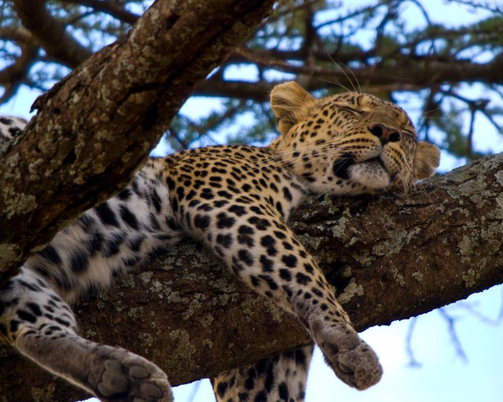 cheetah sleeping in tree